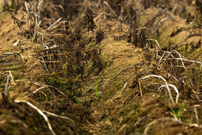 Close-up of log in forest