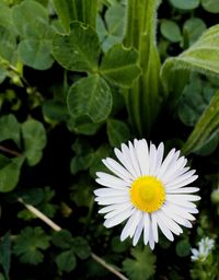 Close-up of white flowering plant