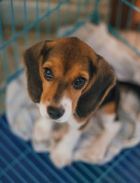 Close-up of a beagle puppy