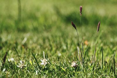 Close-up of flowers growing on field