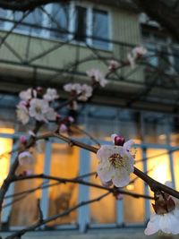 Close-up of cherry blossom