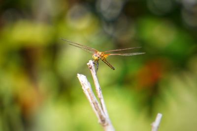Close-up of insect