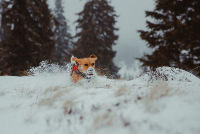 View of a dog on snow covered land