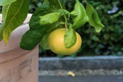 Close-up of fruits growing on plant