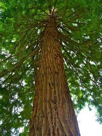 Low angle view of trees