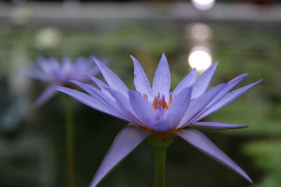 Close-up of purple water lily blooming outdoors