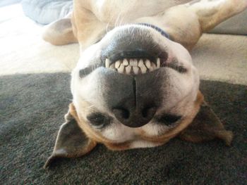 Close-up of dog lying down