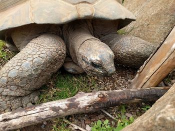 High angle view of tortoise