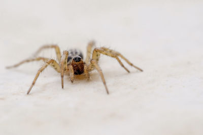 Close-up of spider