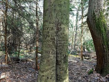 Low angle view of trees in forest