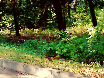 Plants and trees in forest