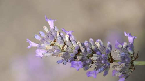 Close-up of flowers growing outdoors