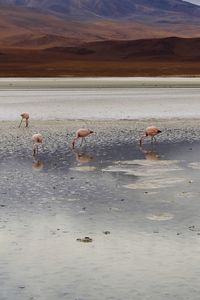 Birds in a lake