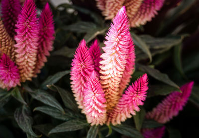 Close-up of pink flowers