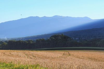 Scenic view of field against clear sky
