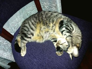 High angle view of cat relaxing on floor