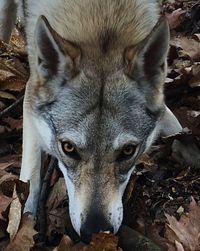 Close-up portrait of dog