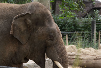 Close-up of elephant in zoo