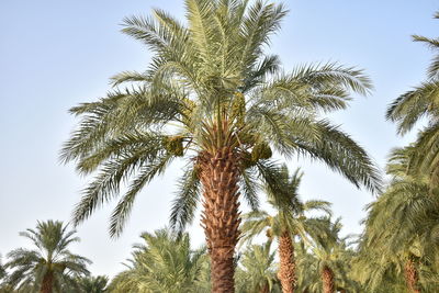 Low angle view of palm trees against sky