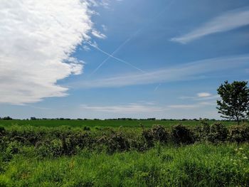 Scenic view of field against sky