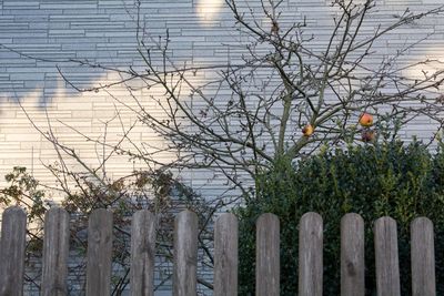 Bare trees and gate against sky