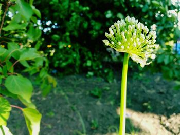 Close-up of yellow flowering plant