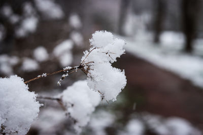 Close-up of frozen plant