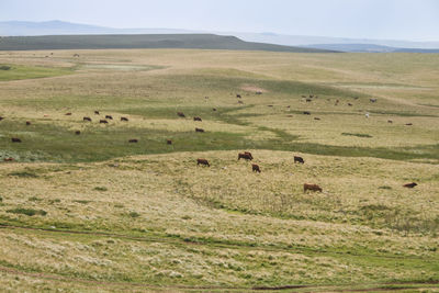 Flock of cows grazing in a field