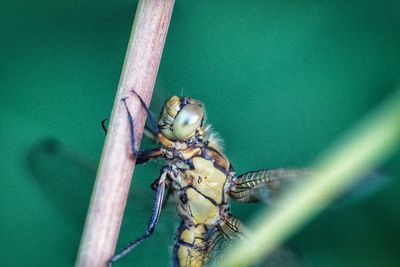 Close-up of insect on leaf