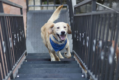 Portrait of dog standing on railing