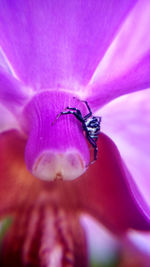 Close-up of insect on purple flower