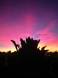 Close-up of silhouette purple flowering plant on field against sky at sunset