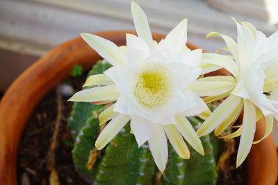 Close-up of white flowering plant