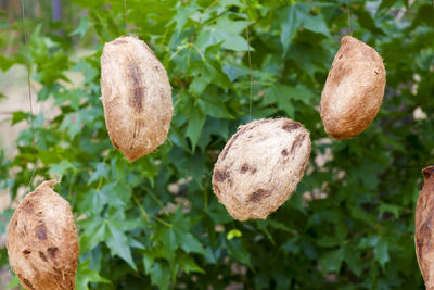 Close-up of fresh green plants against trees