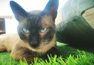 Close-up portrait of cat at home