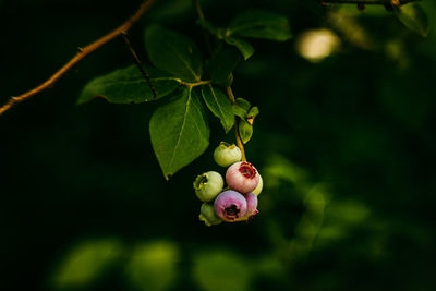 Close-up of strawberry growing on tree