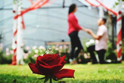 Red rose on field