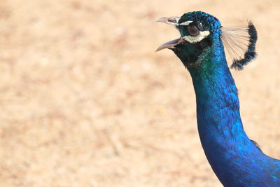 Close-up of a peacock