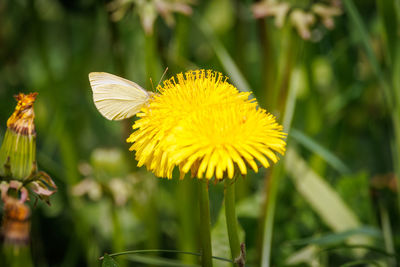 A small white cabbage sits on a buttercup