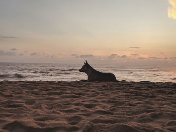 Scenic view of sea during sunset dog