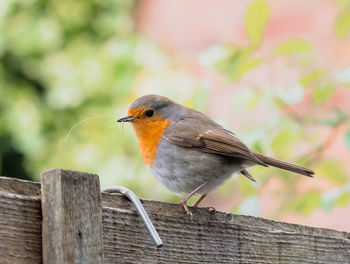 Close-up of bird perching on wood