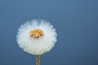 Low angle view of flower against clear blue sky