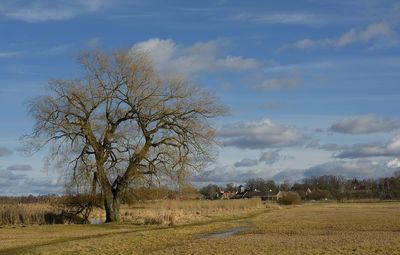 Tree against sky