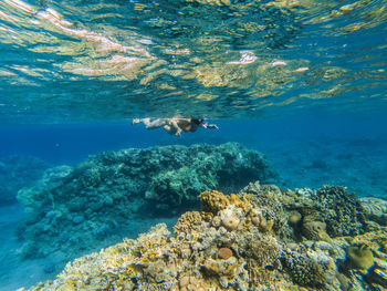 Woman snorkeling underwater above coral reef. red sea, eilat, israel