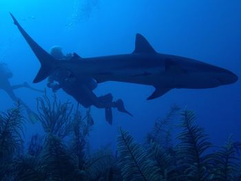 Shark swimming by scuba divers undersea