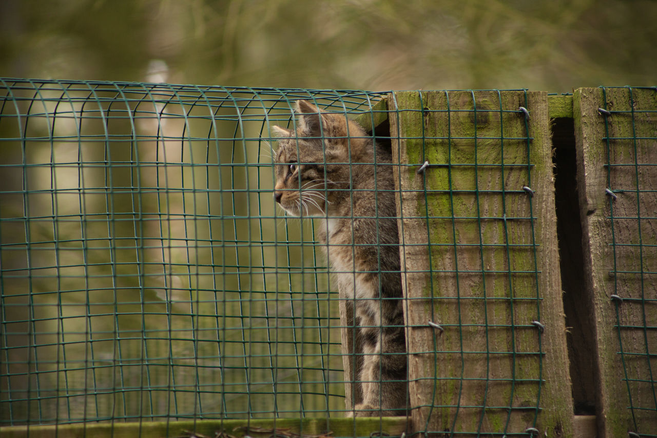 CLOSE-UP OF LIZARD IN CAGE