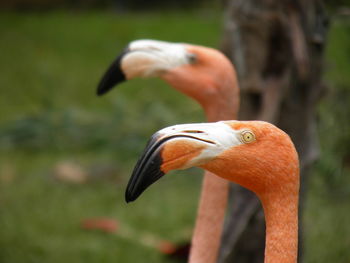 Close-up of bird against blurred background