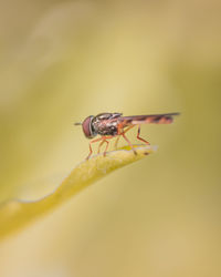 Close-up of fly on leaf