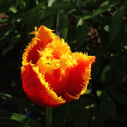 Close-up of yellow flower