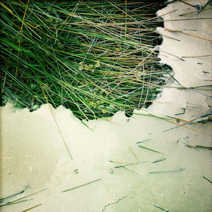Close-up high angle view of grass